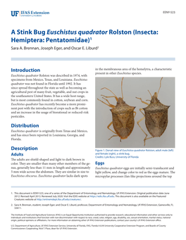 A Stink Bug Euschistus Quadrator Rolston (Insecta: Hemiptera: Pentatomidae)1 Sara A
