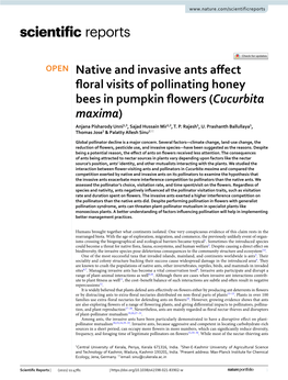 Native and Invasive Ants Affect Floral Visits of Pollinating Honey Bees in Pumpkin Flowers (Cucurbita Maxima)