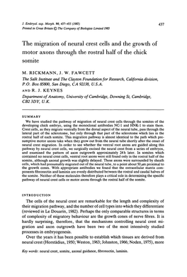 The Migration of Neural Crest Cells and the Growth of Motor Axons Through the Rostral Half of the Chick Somite