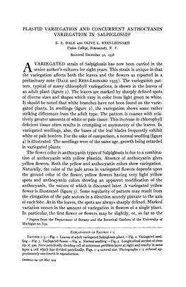 Plastid Variegation and Concurrent Anthocyanin Variegation in Salpiglossis1