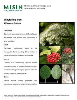 Wayfaring-Tree Viburnum Lantana