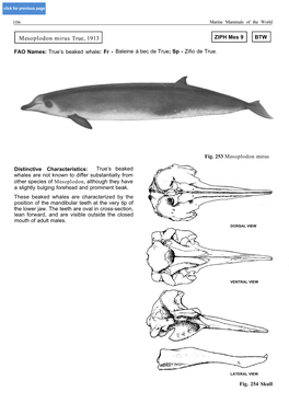 Mesoplodon Mirus True, 1913 ZIPH Mes 9 BTW