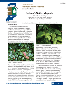 Indiana's Native Magnolias