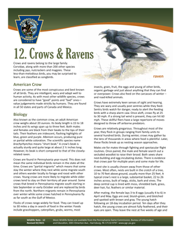 Crows and Ravens Wildlife Notes