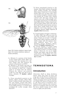 TEMNOSTOMA the Ventral Surface Orange-Yellow