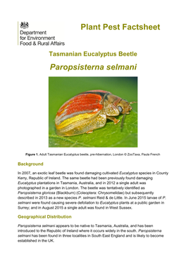 Paropsisterna Selmani