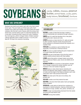 What Are Soybeans?