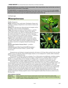 Ludwigia Spp