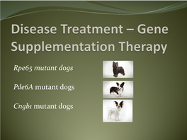 RPE65 Mutant Dog/ Leber Congenital Amaurosis
