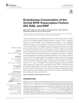 Evolutionary Conservation of the Orchid MYB Transcription Factors DIV, RAD, and DRIF