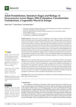 Adult Postabdomen, Immature Stages and Biology of Euryommatus Mariae Roger, 1856 (Coleoptera: Curculionidae: Conoderinae), a Legendary Weevil in Europe