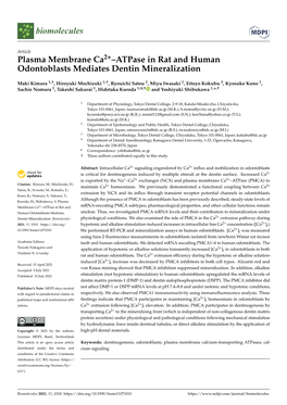 Plasma Membrane Ca2+–Atpase in Rat and Human Odontoblasts Mediates Dentin Mineralization