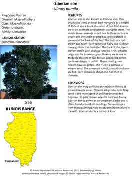 Siberian Elm Ulmus Pumila ILLINOIS RANGE Tree