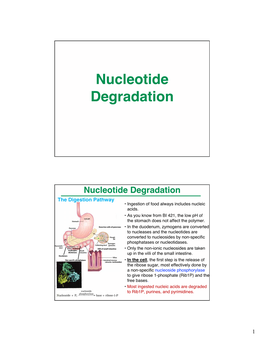 Nucleotide Degradation