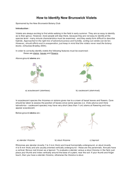 How to Identify New Brunswick Violets