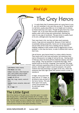 The Grey Heron