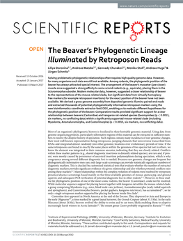 The Beaver's Phylogenetic Lineage Illuminated by Retroposon Reads