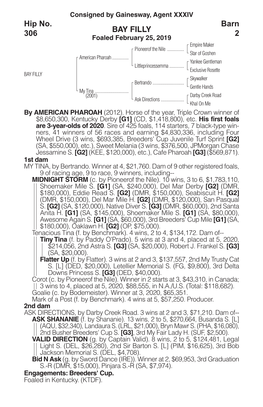 BAY FILLY Barn 2 Hip No