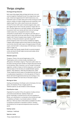 Thrips Simplex Distinguishing Features Both Sexes Fully Winged