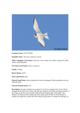 LEAST TERN Scientific Name: Sternula Antillarum Lesson Other