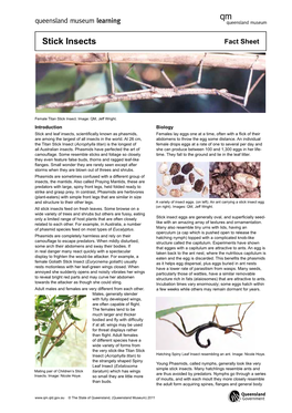 Stick Insects Fact Sheet
