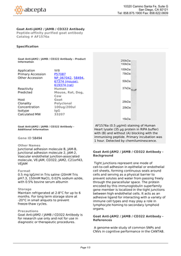 Goat Anti-JAM2 / JAMB / CD322 Antibody Peptide-Affinity Purified Goat Antibody Catalog # Af1576a