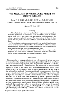 The Mechanism by Which Aphids Adhere to Smooth Surfaces