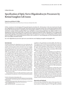 Specification of Optic Nerve Oligodendrocyte Precursors by Retinal Ganglion Cell Axons