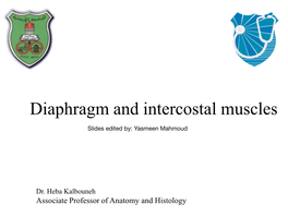 Diaphragm and Intercostal Muscles