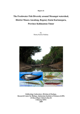 The Freshwater Fish Diversity Around Mesangat Watershed, District Muara Ancalong, Regency Kutai Kartanegara, Province Kalimantan Timur