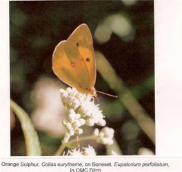 Orange Sulphur, Colias Eurytheme, on Boneset
