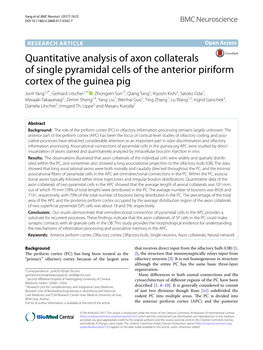 Quantitative Analysis of Axon Collaterals of Single Pyramidal Cells