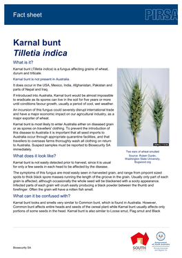 Karnal Bunt Tilletia Indica What Is It? Karnal Bunt (Tilletia Indica) Is a Fungus Affecting Grains of Wheat, Durum and Triticale