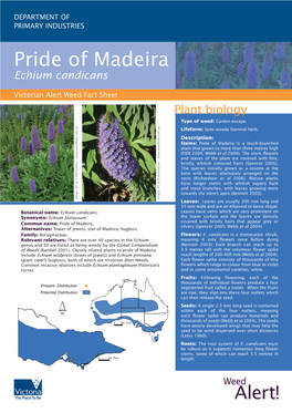 Echium Candicans