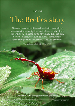 The Beetles Story