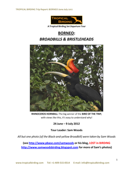 Borneo: Broadbills & Bristleheads