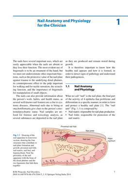 Nail Anatomy and Physiology for the Clinician 1