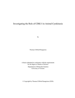 Investigating the Role of Cdk11in Animal Cytokinesis