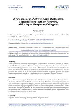 A New Species of Oxelytrum Gistel (Coleoptera, Silphidae) from Southern Argentina, with a Key to the Species of the Genus