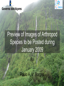 Preview of Images of Arthropod Species to Be Posted During January 2009 By