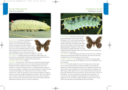 Hawk Moths of North America Is Richly Illustrated with Larval Images and Contains an Abundance of Life History Information