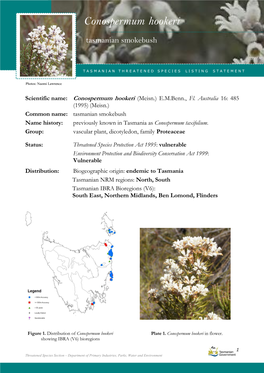 Conospermum Hookeri Hookeri (Tasmanian Smokebush)