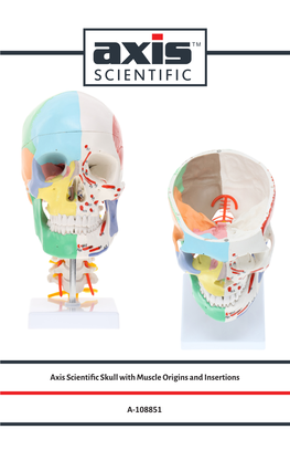 Axis Scientific Skull with Muscle Origins and Insertions A-108851