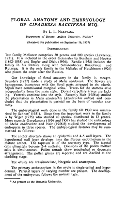 Floral Anatomy and Embryology of Cipadessa Baccifera Miq