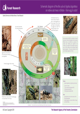 Schematic Diagram of the Life Cycle of Agrilus Biguttatus on Native Oak Trees in Britain - from Egg to Adult