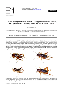 Orthoptera: Gryllidae) Occurs in Cuba, Greater Antilles