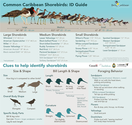 Common Caribbean Shorebirds: ID Guide