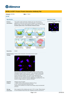 MYBL2 & E2F1 Protein Protein Interaction Antibody Pair