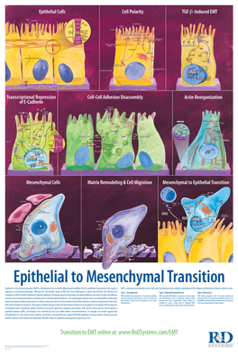 Epithelial to Mesenchymal Transition