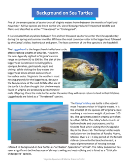 Background on Sea Turtles